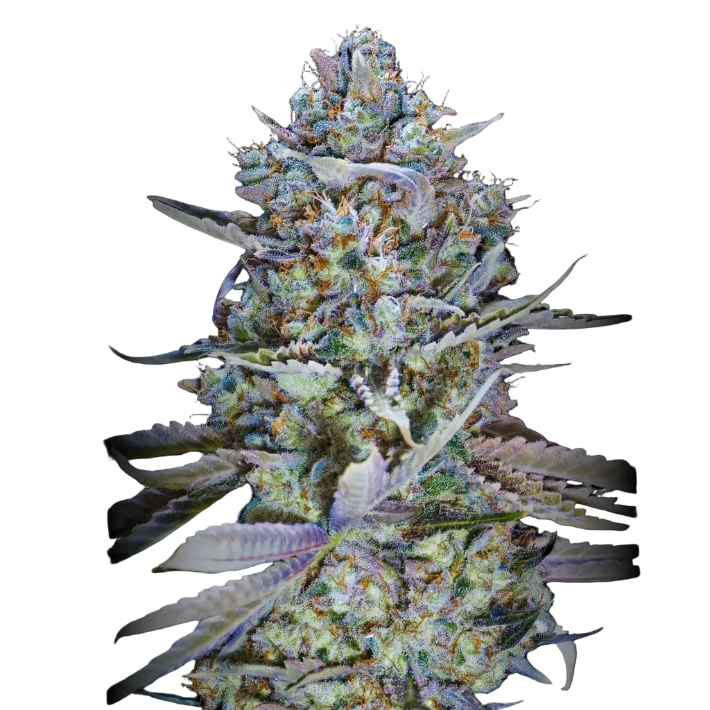 Blue Dream THCa Sativa - Premium Daytime Flower | Golden Gardens