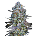 Blue Dream THCa Sativa - Premium Daytime Flower | Golden Gardens