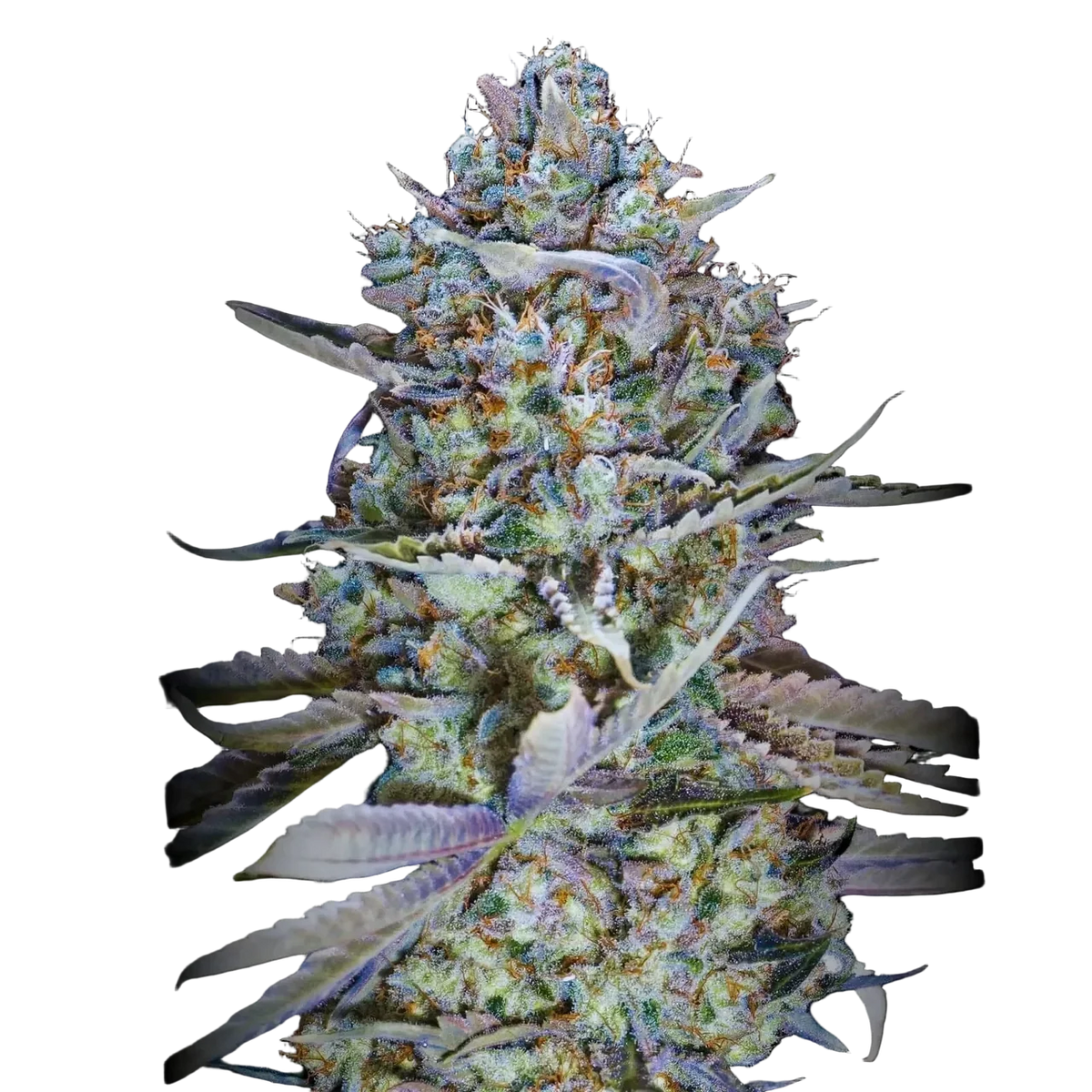 Blue Dream THCa Sativa - Premium Daytime Flower | Golden Gardens