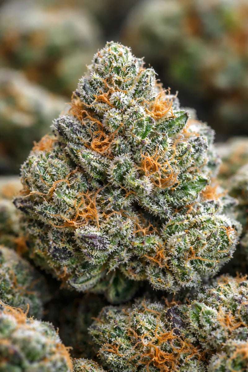 Blue Dream THCa Sativa - Premium Daytime Flower | Golden Gardens
