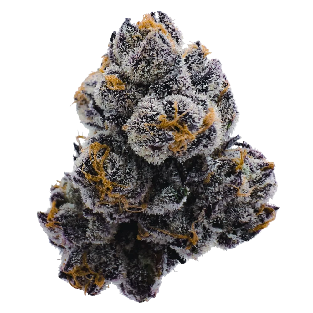 Lemon Cherry Gelato Flower | Exotic Candy from Golden Gardens