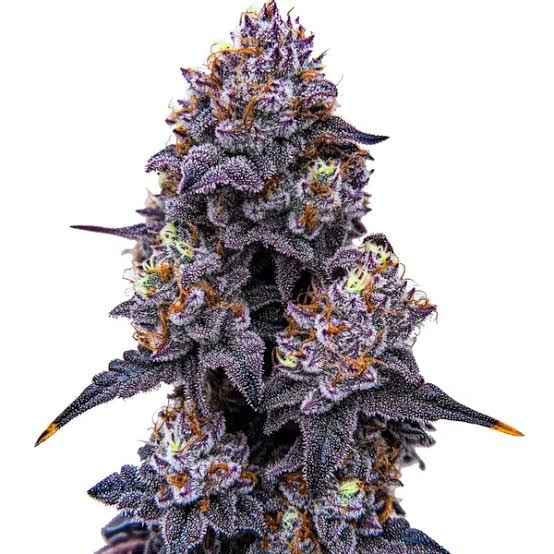 Lemon Cherry Gelato Flower | Exotic Candy from Golden Gardens