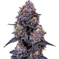 Lemon Cherry Gelato Flower | Exotic Candy from Golden Gardens