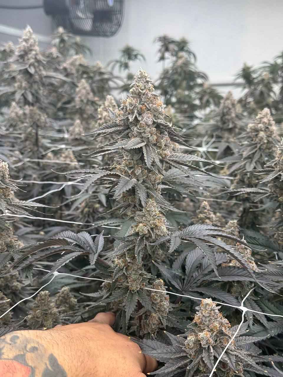 Lemon Cherry Gelato Flower | Exotic Candy from Golden Gardens
