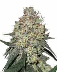 Lemon Cherry Gelato Flower | Exotic Candy from Golden Gardens