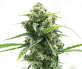 Sour Diesel THCa Flower | Premium Sativa-Dominant Hemp Flower | Golden Gardens
